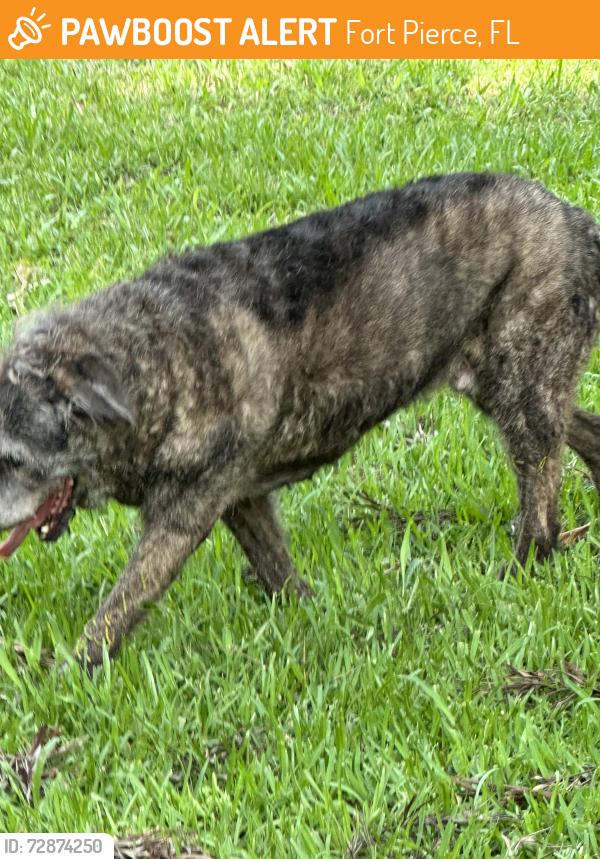 Found/Stray Male Dog last seen On Indian River Dr across from the power plant, Fort Pierce, FL 34982