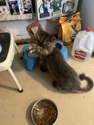 Found/Stray Female Cat last seen Pine Grove Dr and Powder Stprings St, Powder Springs, GA 30127