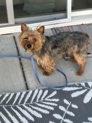 Lost Unknown Dog last seen Near s 4270 w , Kearns, UT 84118