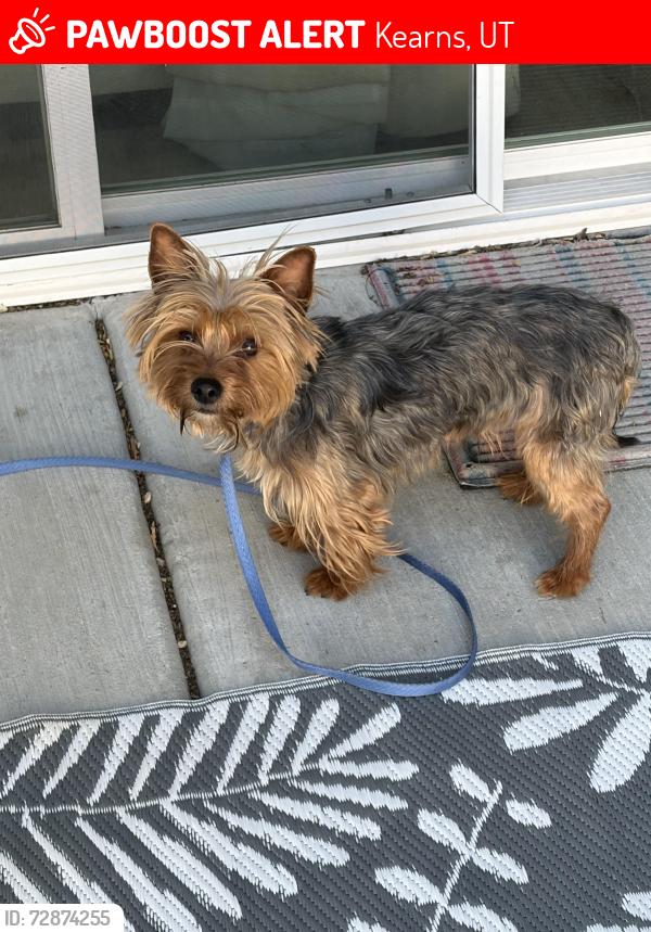 Lost Unknown Dog last seen Near s 4270 w , Kearns, UT 84118