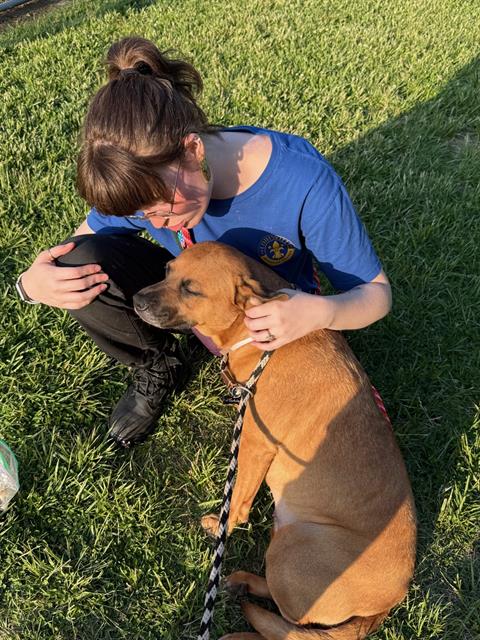 Shelter Stray Female Dog last seen Near BLOCK BILLTOWN RD, Watterson Park, KY 40218