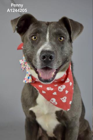Shelter Stray Female Dog last seen Near BLOCK OLYMPIA FIELDS DR, BAKERSFIELD CA 93312, Bakersfield, CA 93308