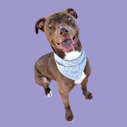Shelter Stray Female Dog last seen Near BLOCK ISAAC RD, TAFT CA 93268, Bakersfield, CA 93308