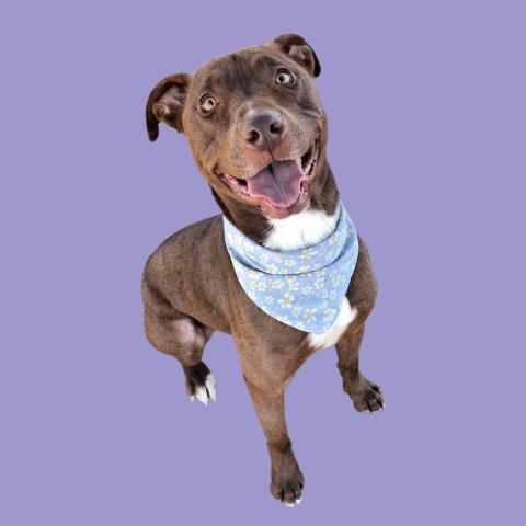 Shelter Stray Female Dog last seen Near BLOCK ISAAC RD, TAFT CA 93268, Bakersfield, CA 93308
