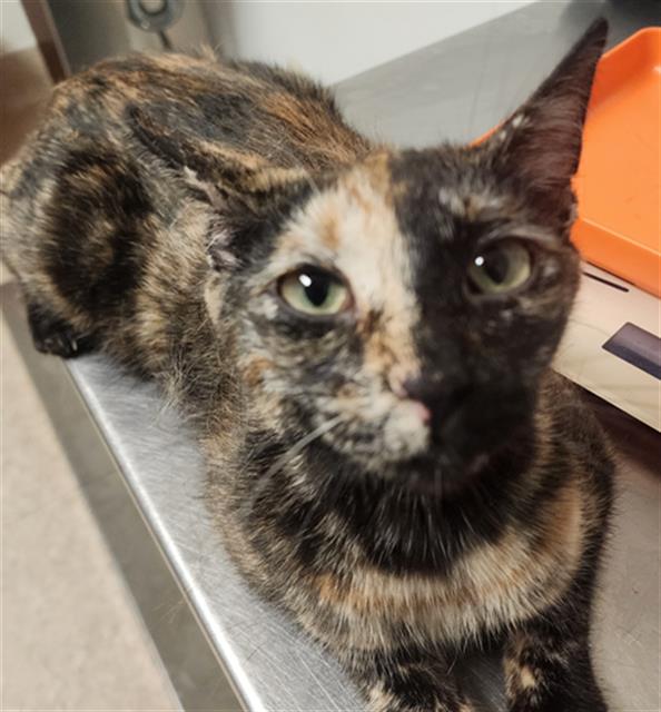 Shelter Stray Female Cat last seen Near BLOCK QUINCY ST, BAKERSFIELD CA 93305, Bakersfield, CA 93308