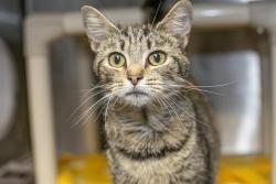 Shelter Stray Female Cat last seen CHARLOTTE, Charlotte, NC 28217