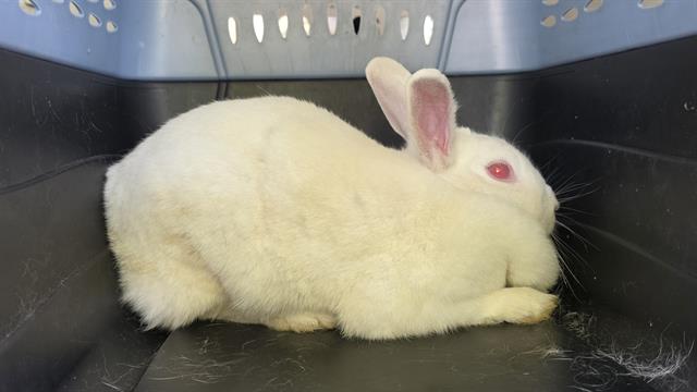 Shelter Stray Female Other last seen CHARLOTTE, Charlotte, NC 28217