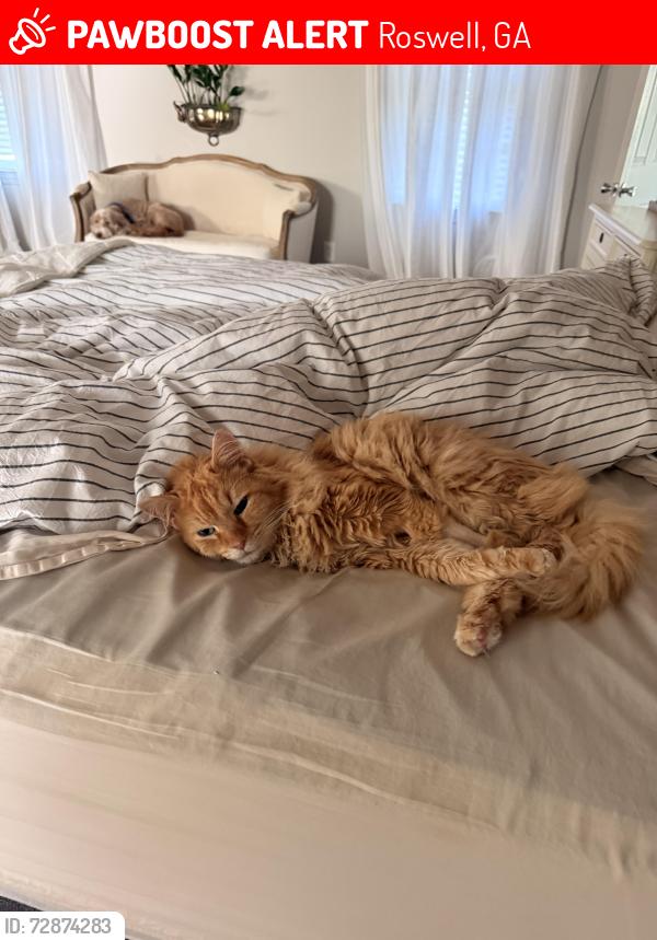 Lost Male Cat last seen Stroup road , Roswell, GA 30075