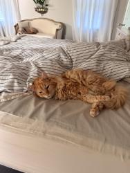 Lost Male Cat last seen Stroup road , Roswell, GA 30075