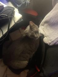 Lost Male Cat last seen Super A Grocery , Bell Gardens, CA 90201