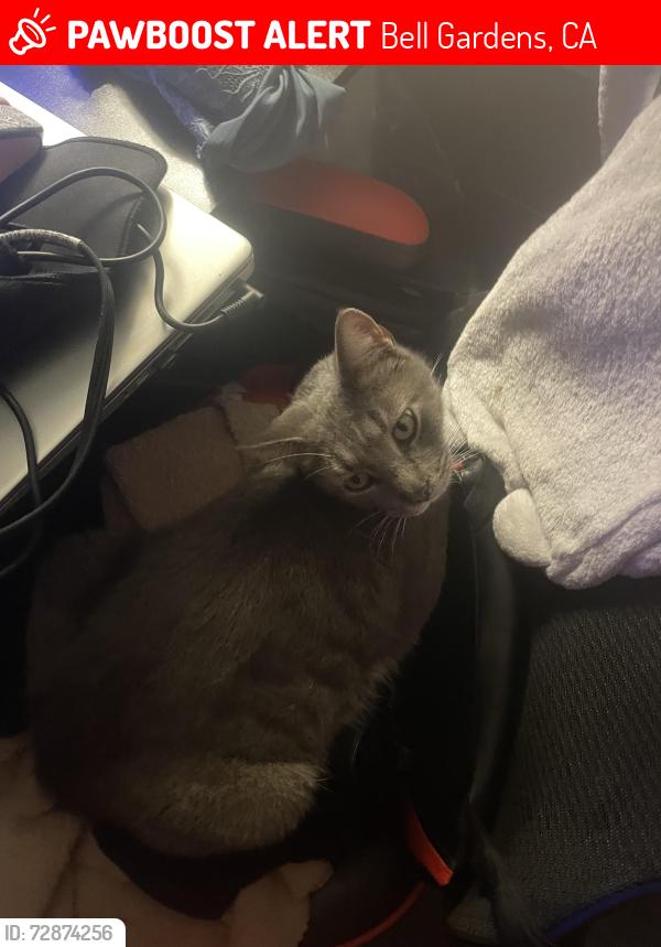 Lost Male Cat last seen Super A Grocery , Bell Gardens, CA 90201