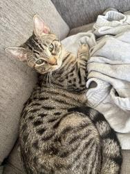 Lost Male Cat last seen Canterbury Drive, Oxford circle, Kings Row, Charleston Wv , Charleston, WV 25314