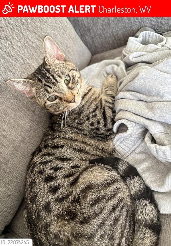 Lost Male Cat last seen Canterbury Drive, Oxford circle, Kings Row, Charleston Wv , Charleston, WV 25314