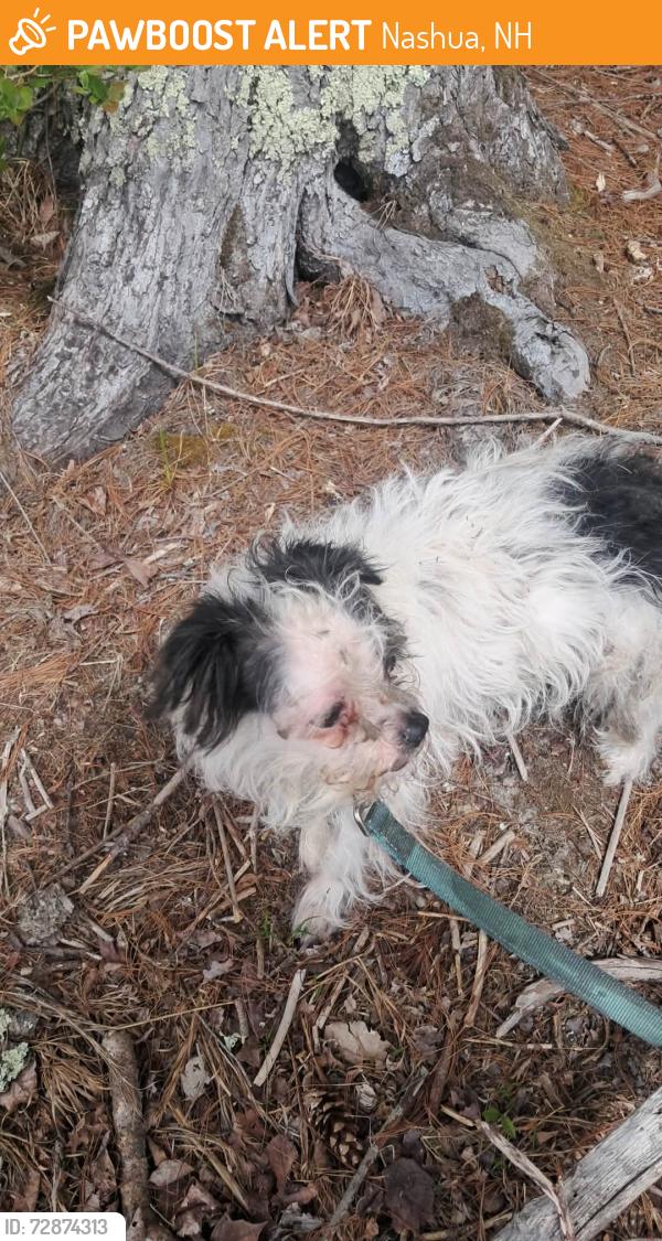 Found/Stray Male Dog last seen Main Dunstable Rd, Nashua, NH 03060