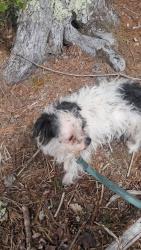 Found/Stray Male Dog last seen Main Dunstable Rd, Nashua, NH 03060