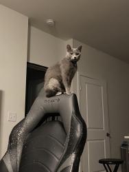 Reunited Female Cat last seen Craig and Scott robinson, North Las Vegas, NV 89032