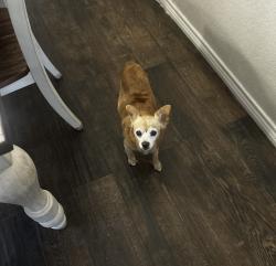 Lost Male Dog last seen Clarendon and superior, Dallas, TX 75211