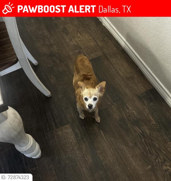 Lost Male Dog last seen Clarendon and superior, Dallas, TX 75211