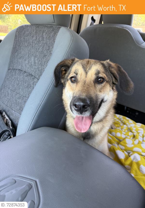Found/Stray Female Dog last seen Mosque poiny, Fort Worth, TX 76135