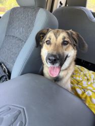 Found/Stray Female Dog last seen Mosque poiny, Fort Worth, TX 76135