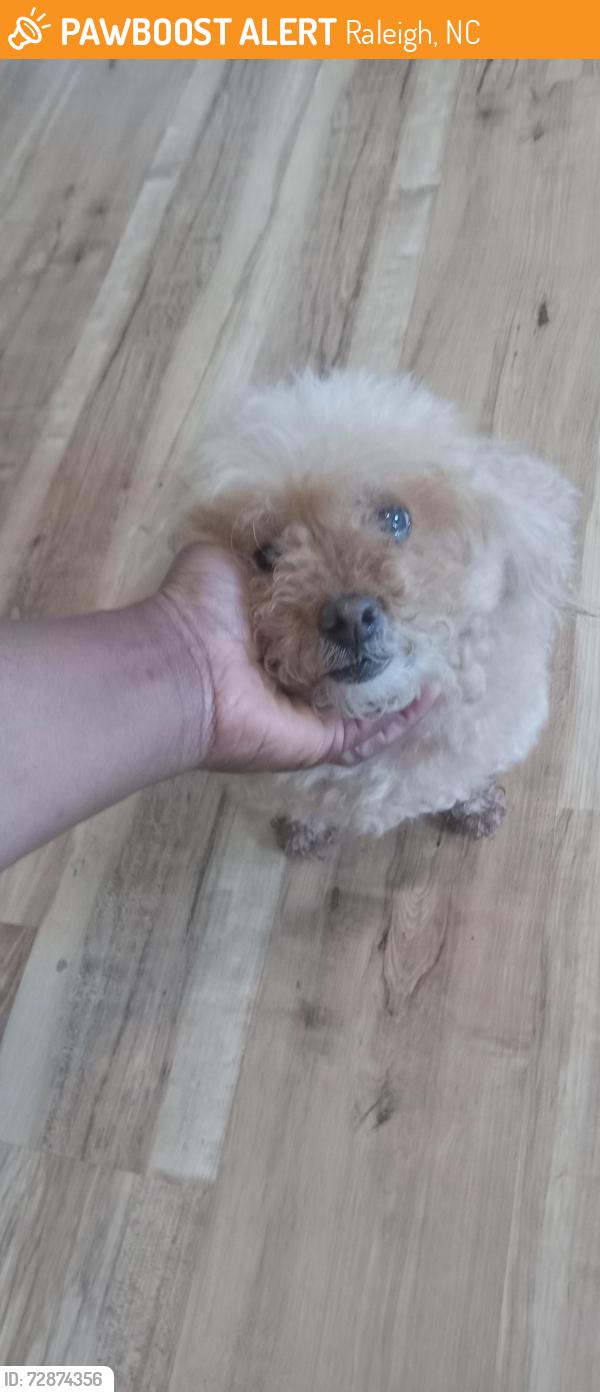Found/Stray Unknown Dog last seen Maybrook Drive, Raleigh, NC 27610