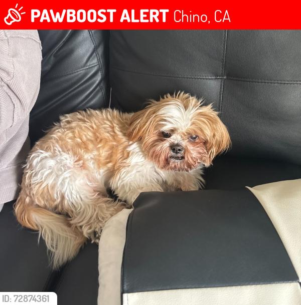 Lost Male Dog last seen Chino california , Chino, CA 91710