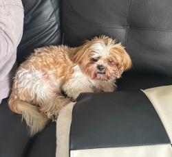 Lost Male Dog last seen Chino california , Chino, CA 91710
