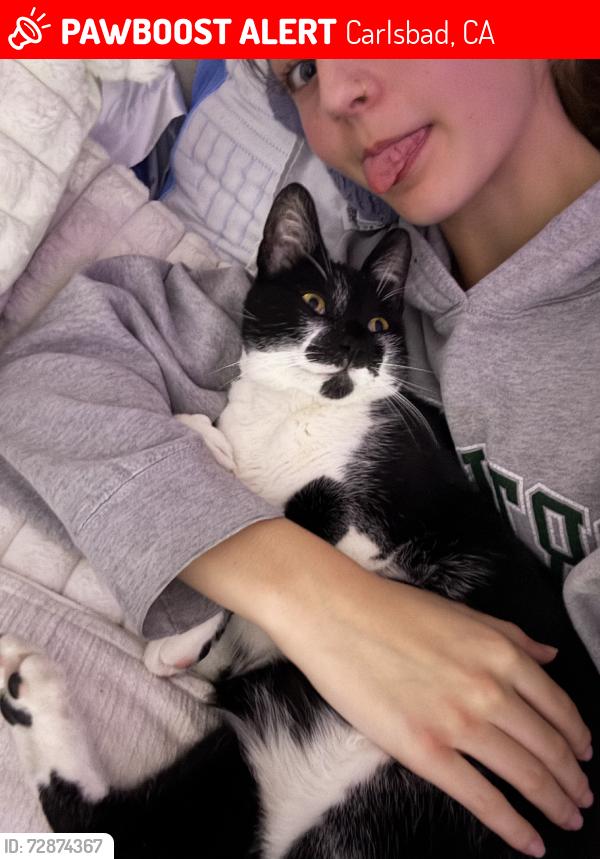 Lost Male Cat last seen im not sure, Carlsbad, CA 92009