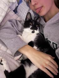 Lost Male Cat last seen im not sure, Carlsbad, CA 92009