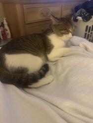 Reunited Male Cat last seen Clearwater, FL 33755, USA, Clearwater, FL 33755