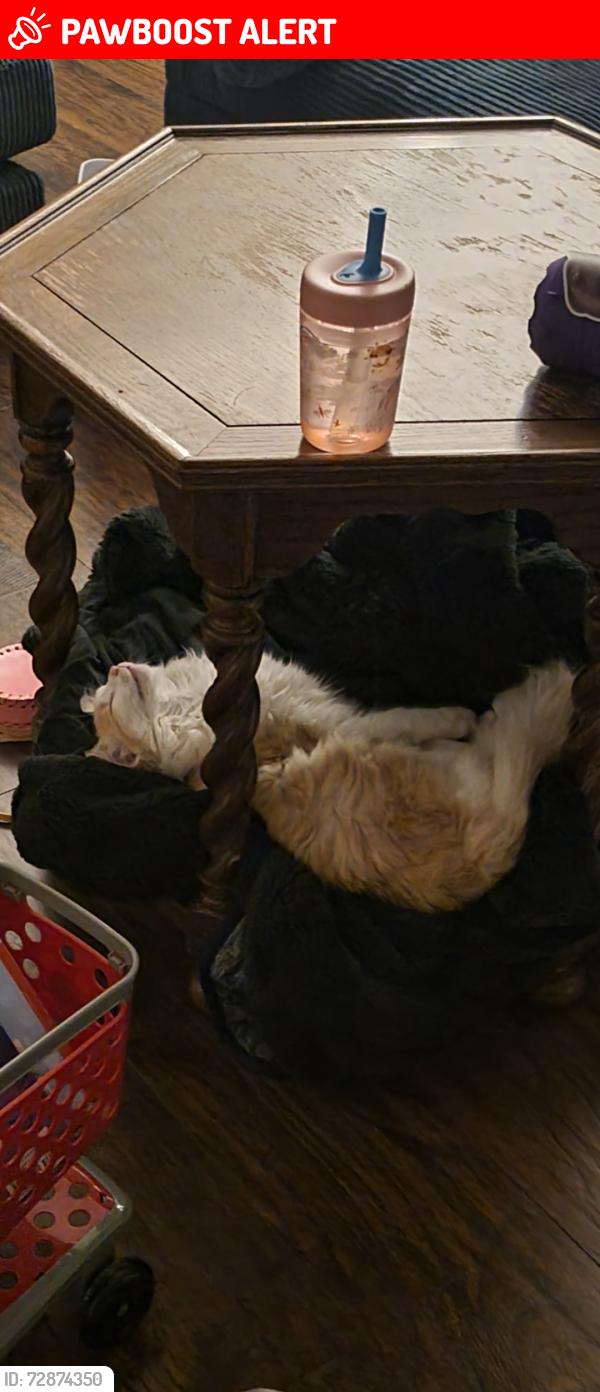 Lost Female Cat last seen Near MacArthur Dr, North Little Rock, AR 72118, North Little Rock, AR 72118