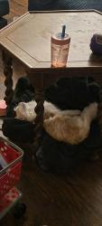 Lost Female Cat last seen Near MacArthur Dr, North Little Rock, AR 72118, North Little Rock, AR 72118