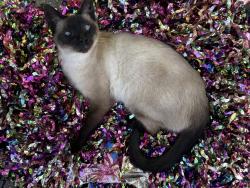 Lost Female Cat last seen Isabel and Chaucer, Los Angeles, CA 90065