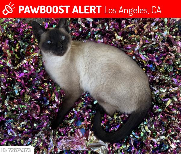Lost Female Cat last seen Isabel and Chaucer, Los Angeles, CA 90065