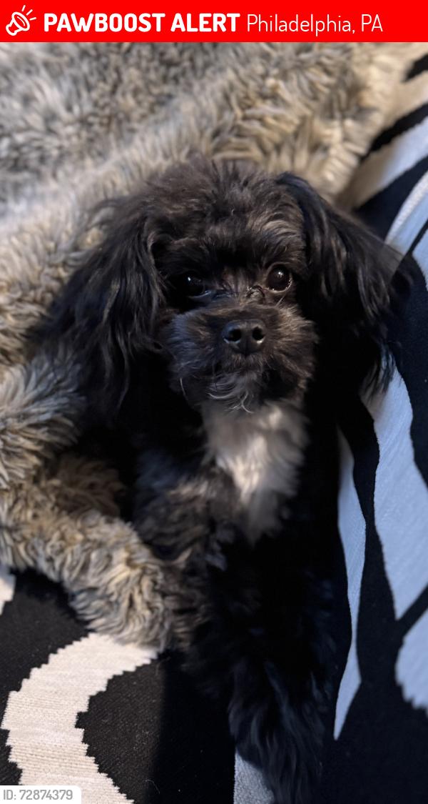 Lost Male Dog last seen Cobbs Creek Park, Philadelphia, PA 19143