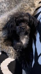 Lost Male Dog last seen Cobbs Creek Park, Philadelphia, PA 19143