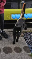 Reunited Male Cat last seen St Mellons , Saint Mellons, Wales CF3 0DQ