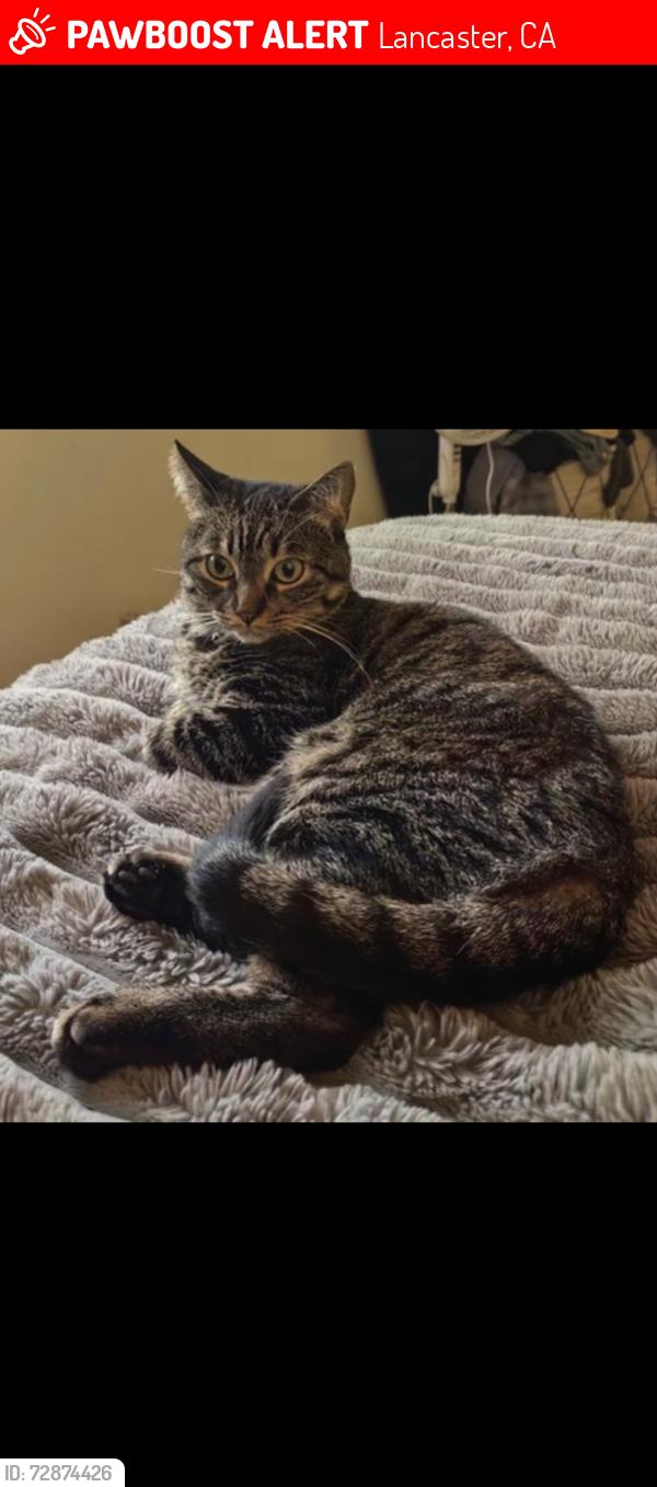 Lost Female Cat last seen Brandon Thomas Way, Lancaster, CA 93536