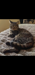 Lost Female Cat last seen Brandon Thomas Way, Lancaster, CA 93536
