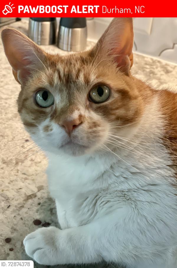 Lost Male Cat last seen Trailwood Drive, Durham, NC 27705