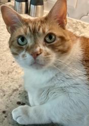 Lost Male Cat last seen Trailwood Drive, Durham, NC 27705