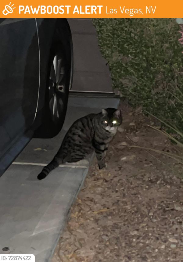Found/Stray Unknown Cat last seen Painted Morning , Las Vegas, NV 89142