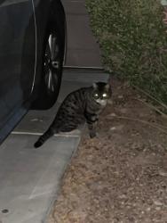 Found/Stray Unknown Cat last seen Painted Morning , Las Vegas, NV 89142