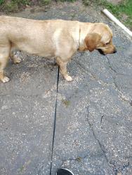 Found/Stray Female Dog last seen Shady Grove and Beltline Rds, Irving, TX 75060