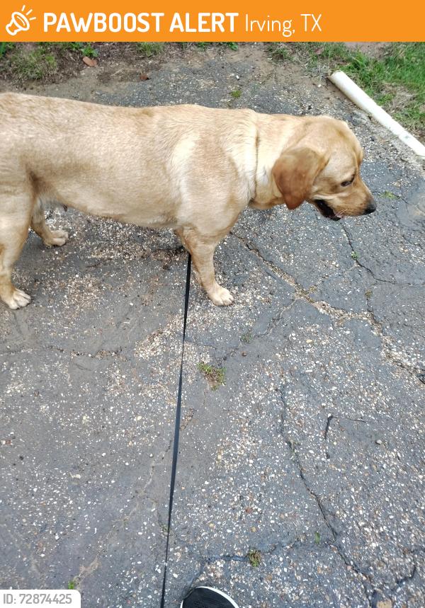 Found/Stray Female Dog last seen Shady Grove and Beltline Rds, Irving, TX 75060