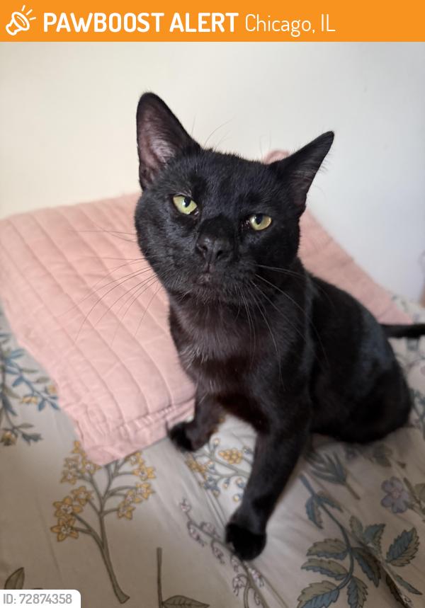 Found/Stray Male Cat last seen Damen and Berteau , Chicago, IL 60613