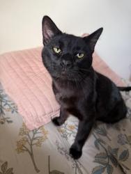Found/Stray Male Cat last seen Damen and Berteau , Chicago, IL 60613