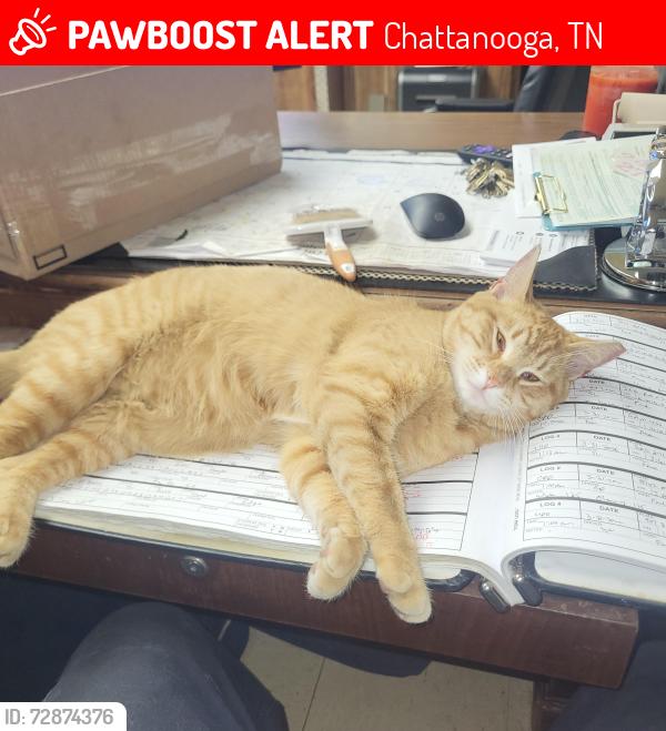 Lost Female Cat last seen Near McKays books, Chattanooga, TN 37421