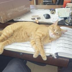 Lost Female Cat last seen Near McKays books, Chattanooga, TN 37421