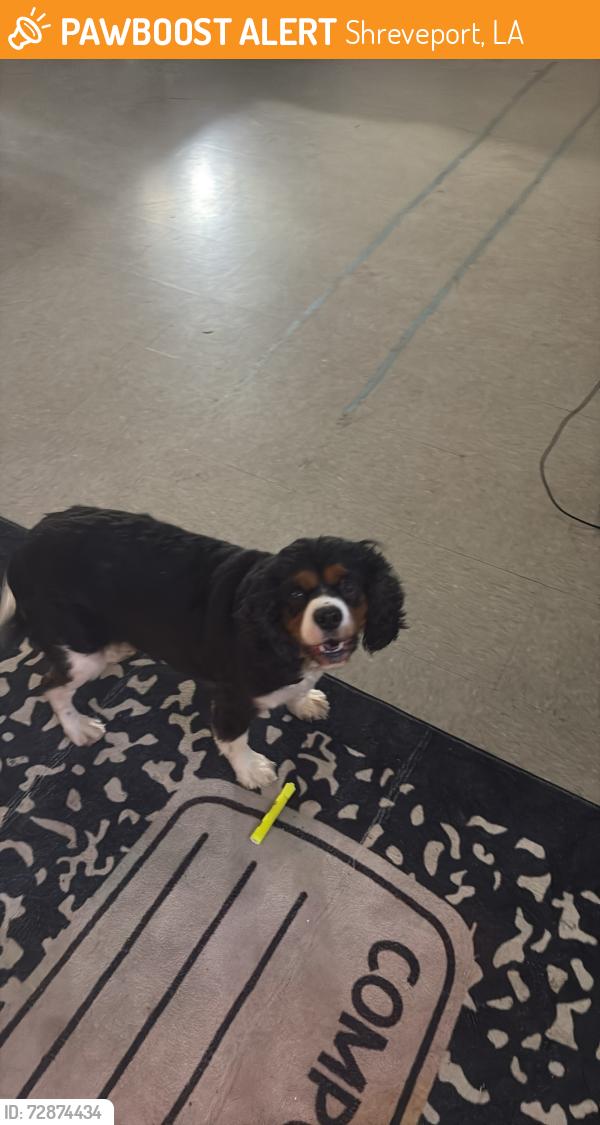 Found/Stray Male Dog last seen Louisiana Key Academy School, Shreveport, LA 71105